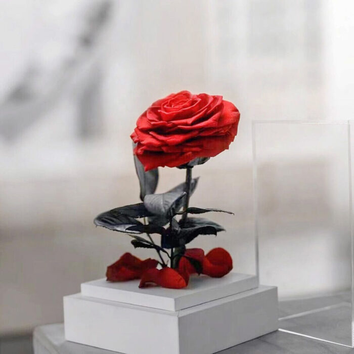 Le Petit Coeur - Image 5