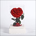 Le Petit Coeur - Image 3