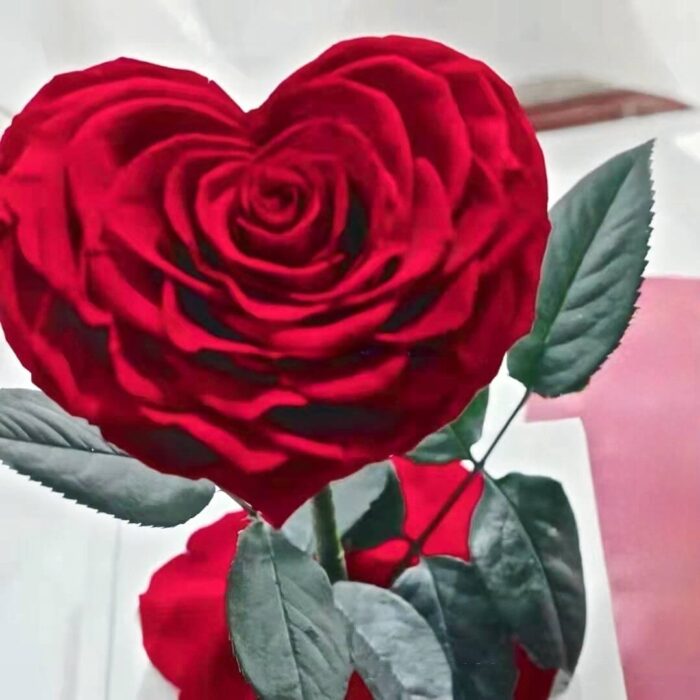 Le Petit Coeur - Image 2